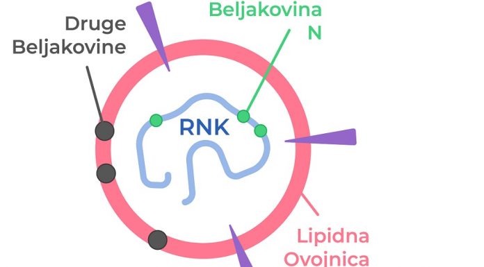 Kombinacija casirivimab/ imdevimab za zdravljenje covid-19