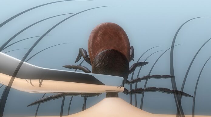 klopni meningoencefalitis