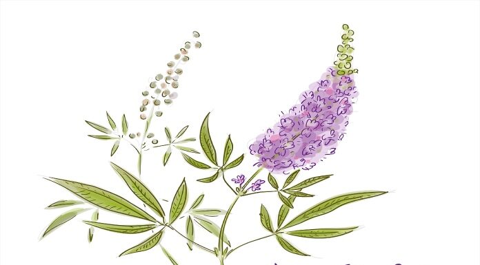 PMS-navadna konopljika