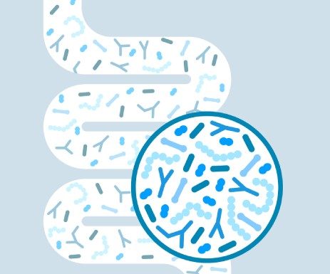 Črevesna mikrobiota