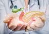Akutni pankreatitis (vnetje trebušne slinavke) Medicinski prikaz trebušne slinavke in žolčnega sistema v rokah zdravnika kot ponazoritev akutnega pankreatitisa.