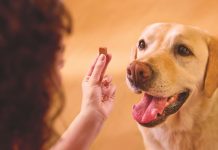 Pes med prejemanjem zaščite proti bolham in klopom