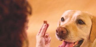 Pes med prejemanjem zaščite proti bolham in klopom