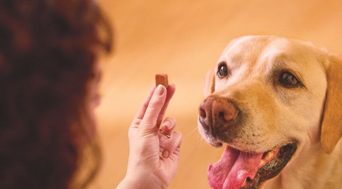 Pes med prejemanjem zaščite proti bolham in klopom