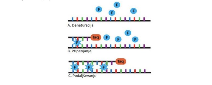 Shema delovanja fluorescenčne sonde med denaturacijo, prileganjem in podaljševanjem pri qPCR.