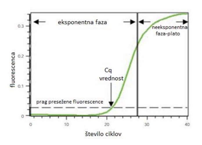 Graf krivulje pomnoževanja qPCR z označenim pragom fluorescence in vrednostjo Cq.